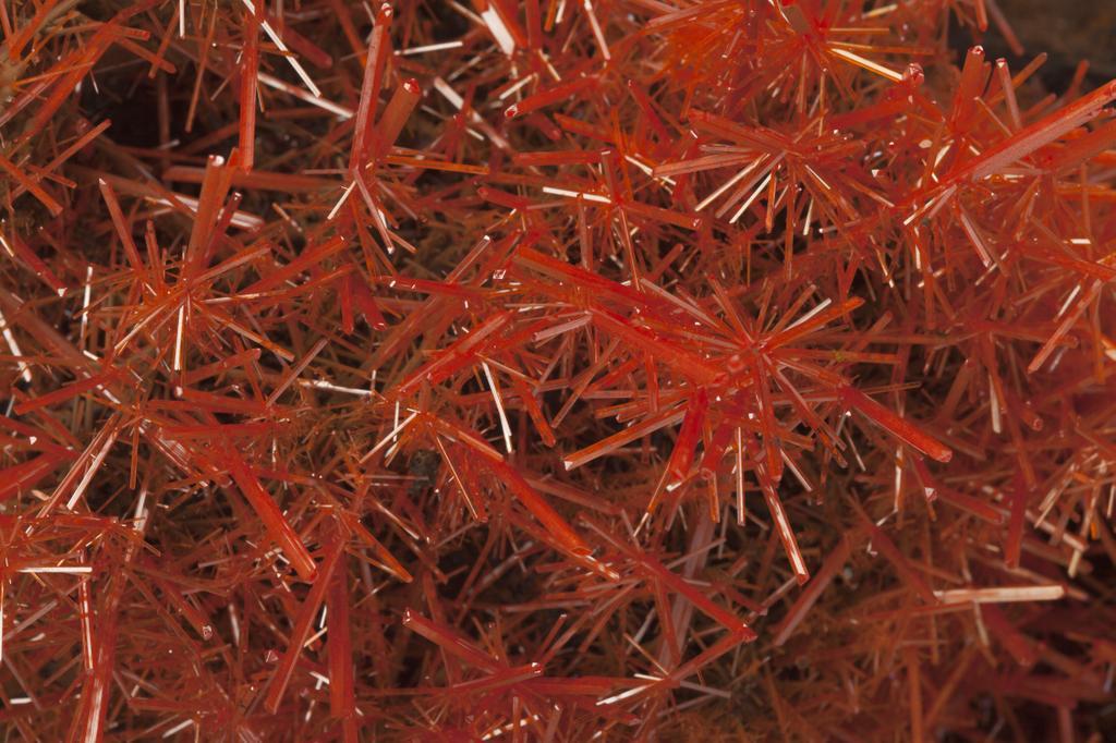 Crocoïte Crédit MNHN