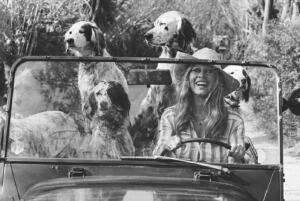 Brigitte Bardot, icône française, ancienne actrice, chanteuse, mannequin, et activiste des droits des animaux, conduit sa Mini Moke avec ses chiens bien-aimés à Saint-Tropez, en France. © Michou Simon/Paris Match via Getty Images