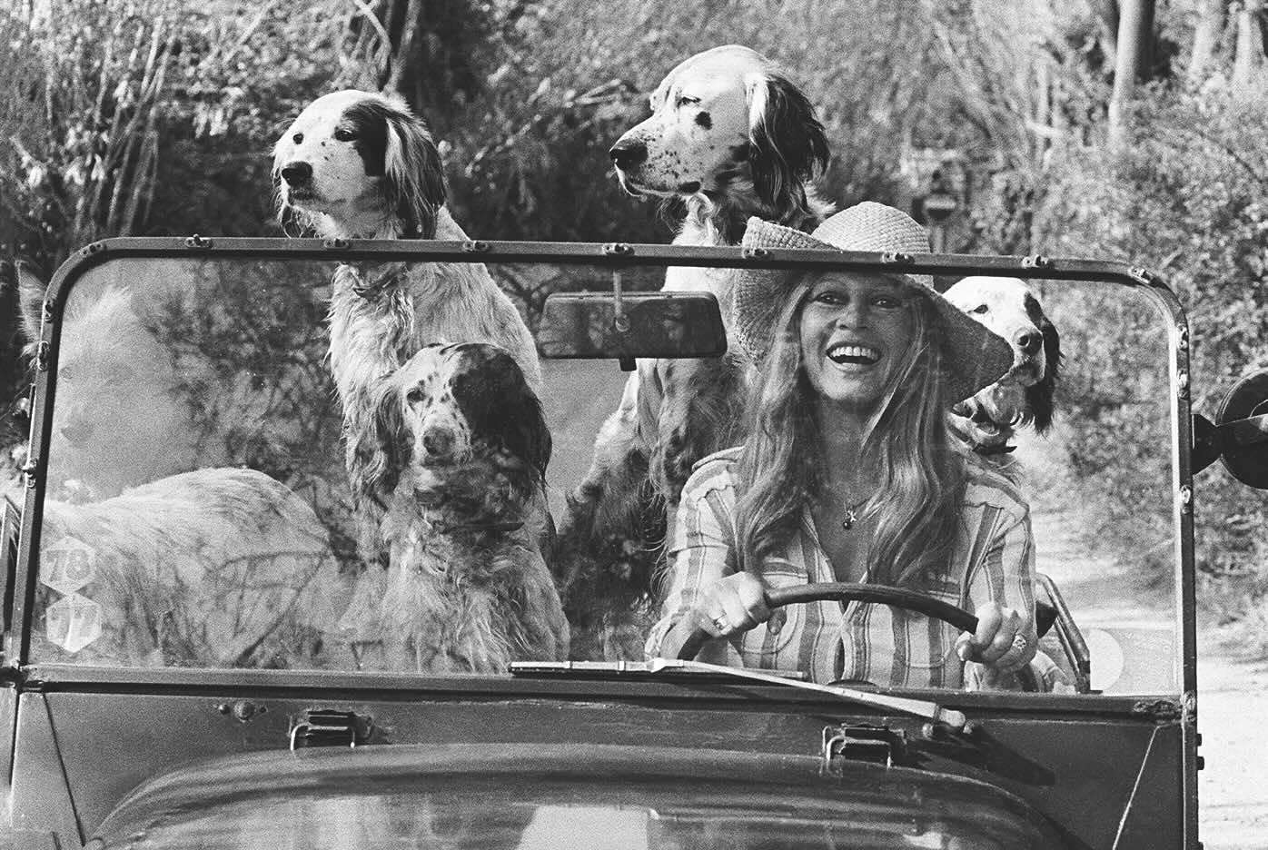 Brigitte Bardot, icône française, ancienne actrice, chanteuse, mannequin, et activiste des droits des animaux, conduit sa Mini Moke avec ses chiens bien-aimés à Saint-Tropez, en France. © Michou Simon/Paris Match via Getty Images